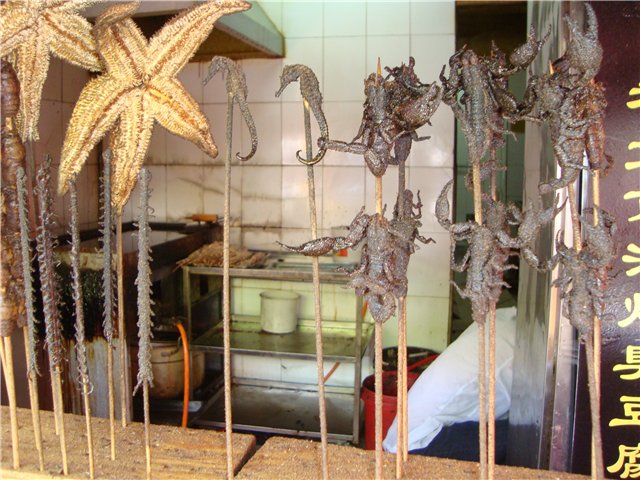 Сколопендра гигантская — самая крупная многоножка
