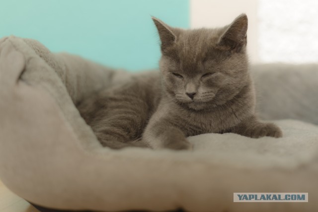 Котовторник 18.03.2014