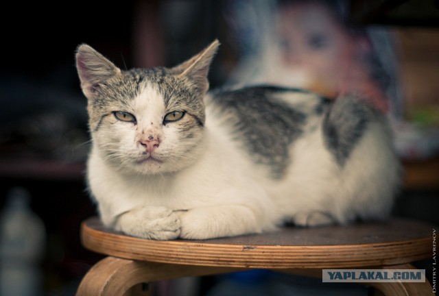 Котовторник 01.04.2014