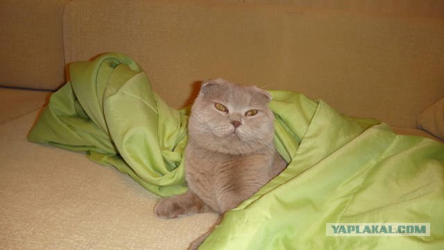 Коты, которых никто не понимает