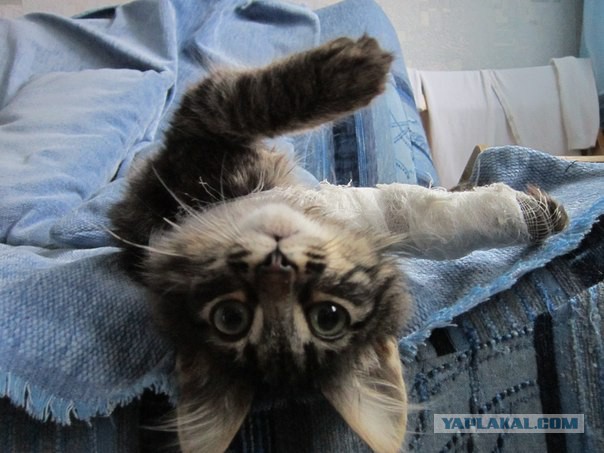 С Котовторником!