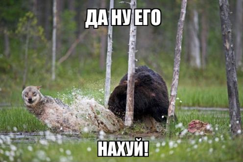 Стая волков напала на медведя