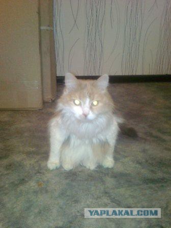 Моя кошка гопник!