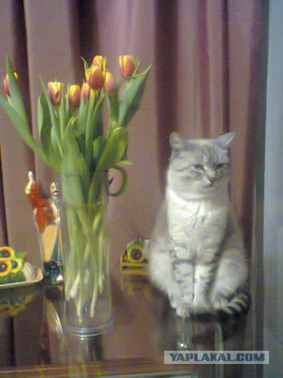Котовторник