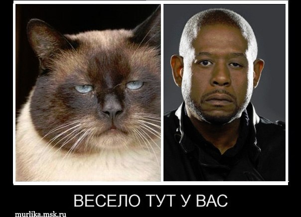 Вестник из соцсетей #8