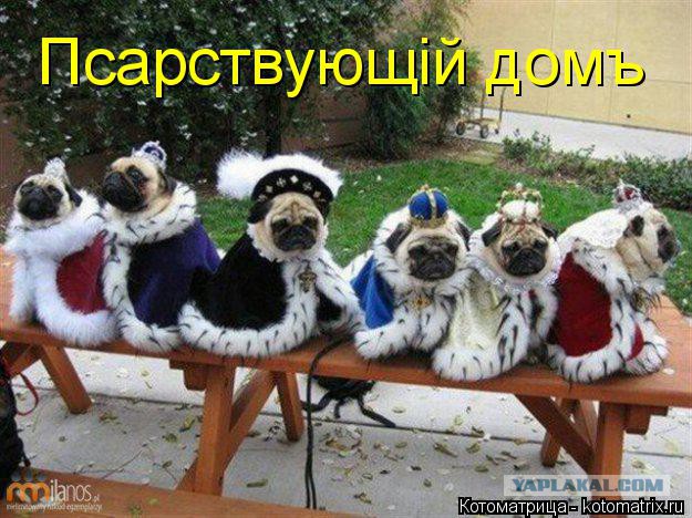 Собакочетверг 17.09.2015
