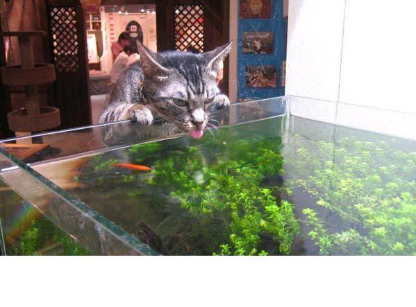 Коты, кошки, котята