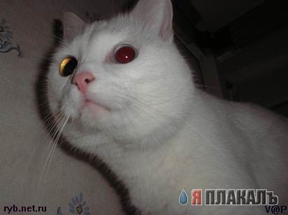 Коты, кошки, котята