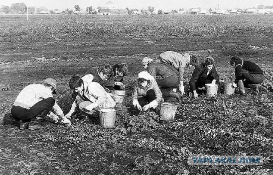 Комбайн, ловко выдергивающий из земли морковки