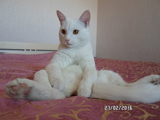 Котовторник  01.03.2016