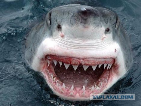 Максимально бесполезный механизм