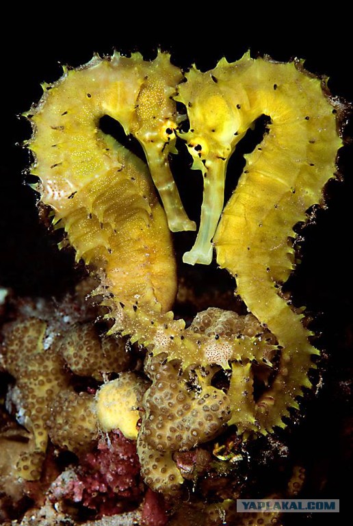 Эти глаза напротив. Калейдоскоп.