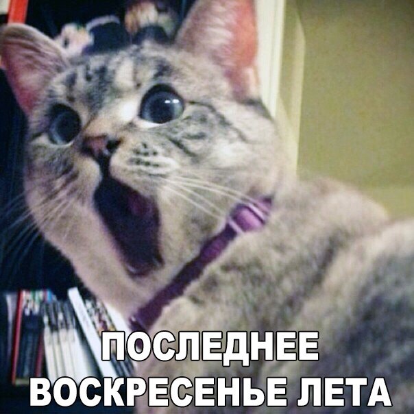 Картинки и приколы из сети