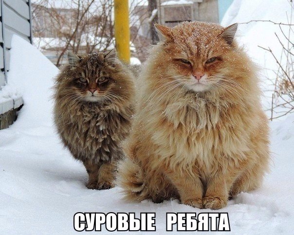 Разные картинки из сети