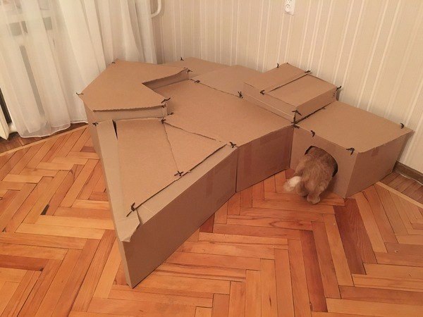 Коты из сети