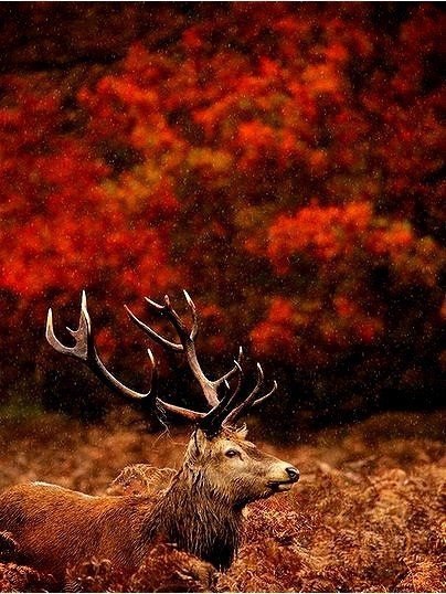 Самые смешные животные