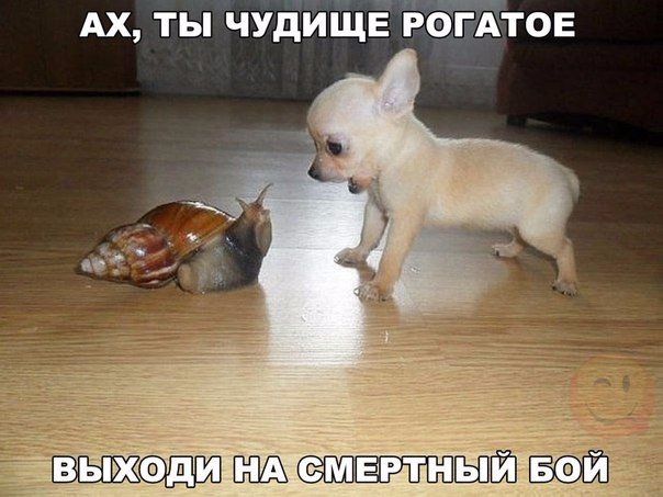 Весёлые картинки 30.11.2016