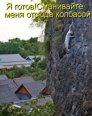 Картинки из ваших интернетов