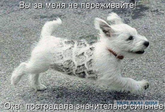 Картинки с букофками