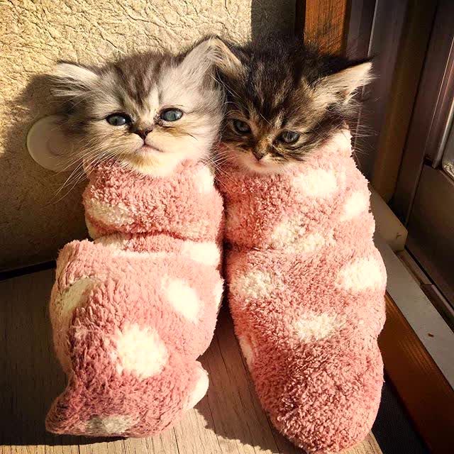 Коты из сети
