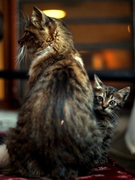 Коты из сети