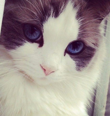 Коты из сети