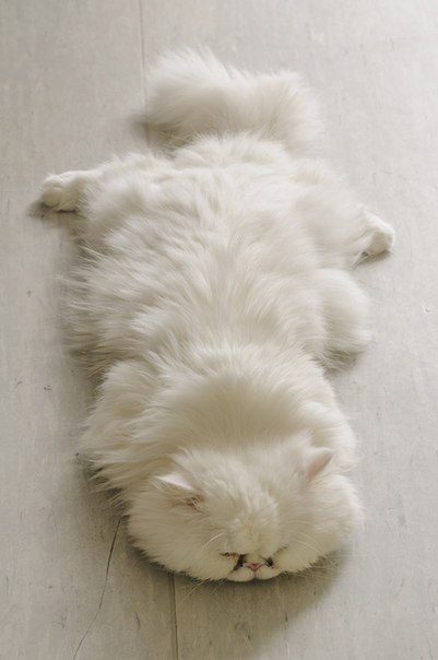 Коты из сети