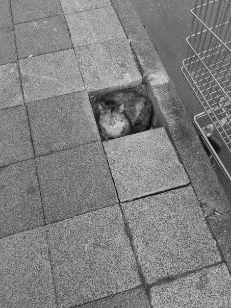 Фотосредец...