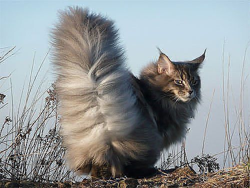 Самые смешные животные