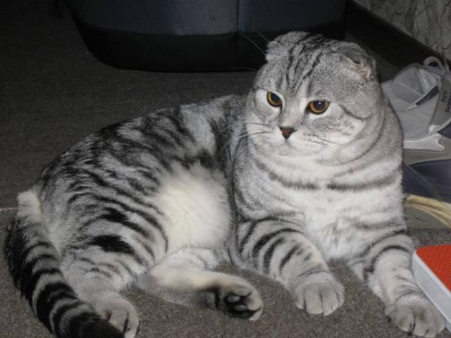 Коты и Кошки