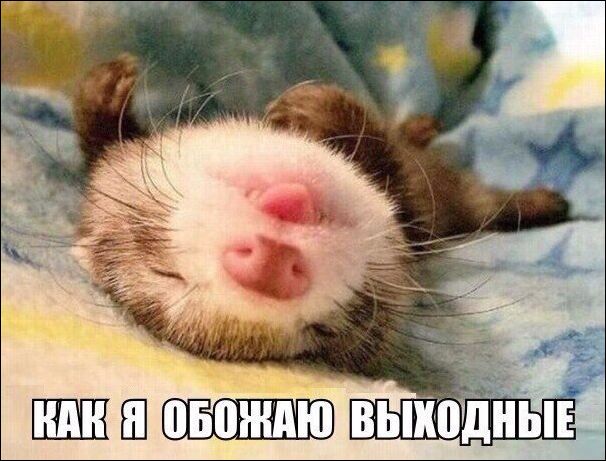 Подборка безудержного веселья