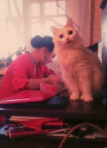 Коты и Кошки