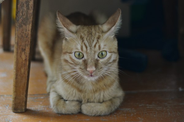 Коты и Кошки