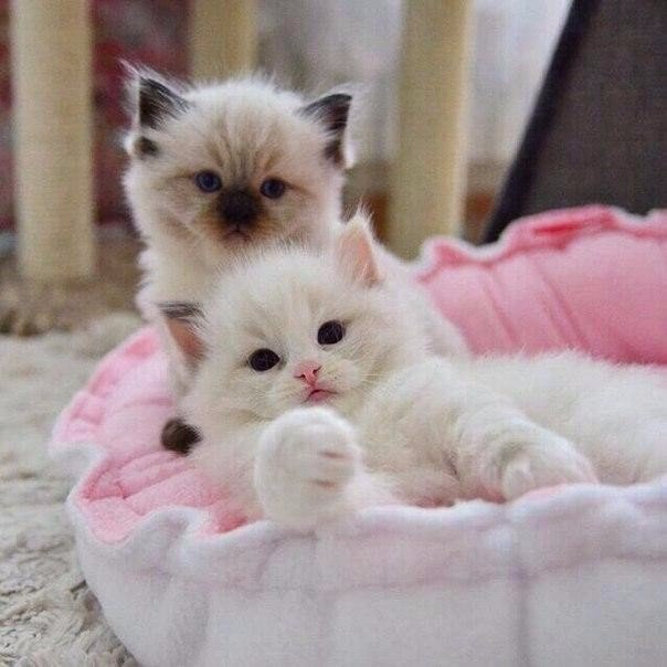 Коты и Кошки