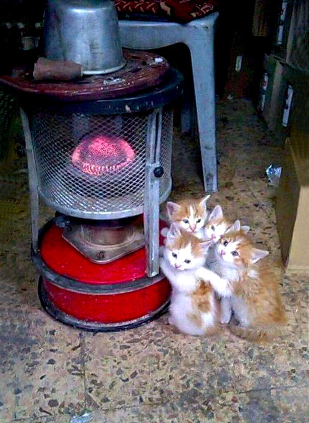 Живность из сети