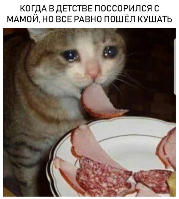 Неадекватные коты