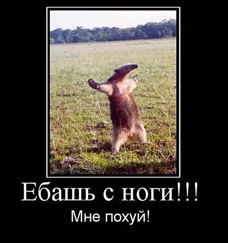 Рубрика "В мире животных" из Одинцово