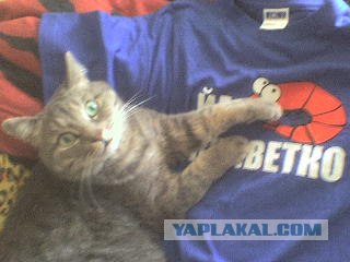 Уррааа! Котовторник на ЯПлакалъ!