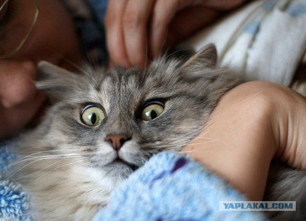 Котовторник на ЯПлакалъ