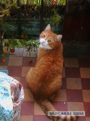 Котовторник на 03.02.2009