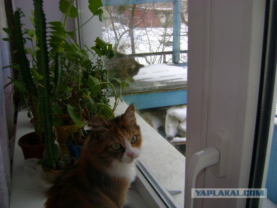 Просто Котовторник