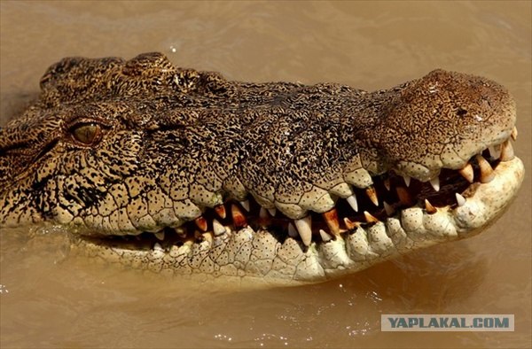 Прыгающий крокодил из Аделаиды (4 фото)