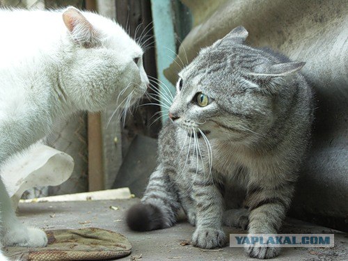 И снова во вторник - котовторник