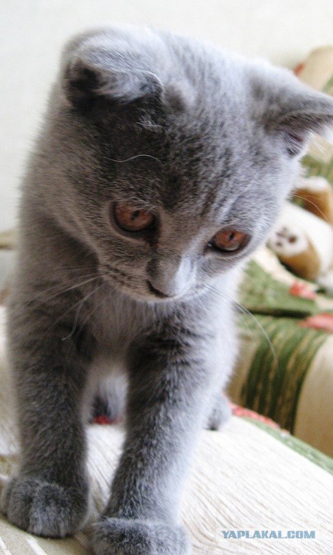 Котовторник в "КотоГетто"