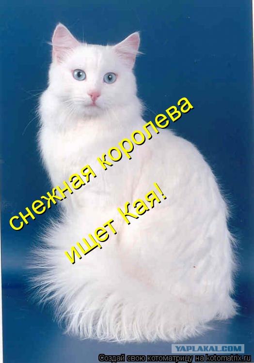 Микс-файт