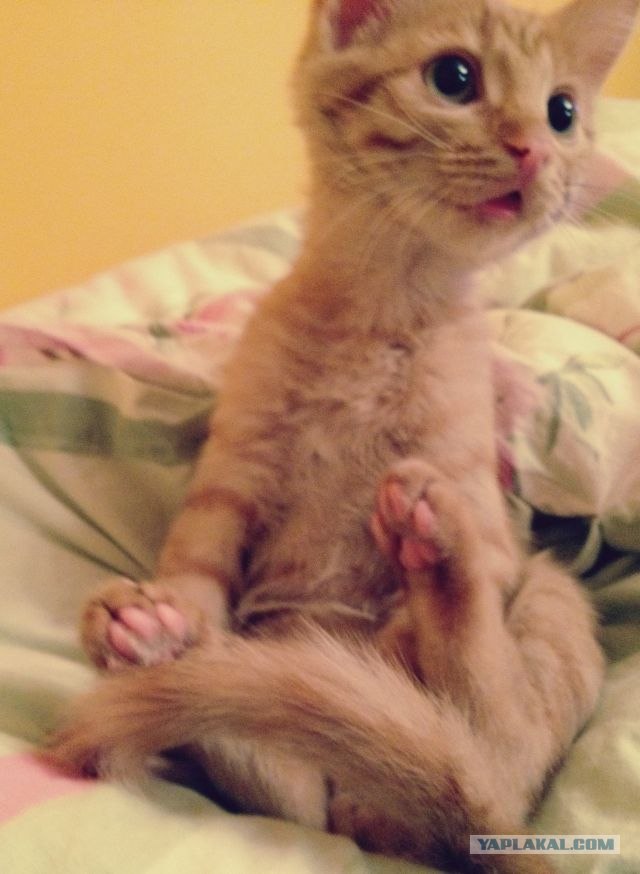 Котовторник (28.02.2012)