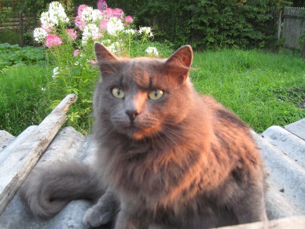 Котовторник   5.06.2012