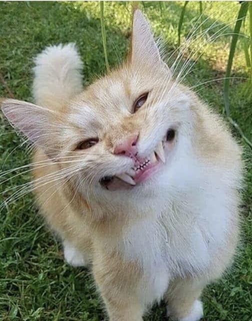 Прикольных котов пост