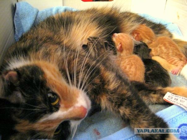 Котовторник  19.06.2012