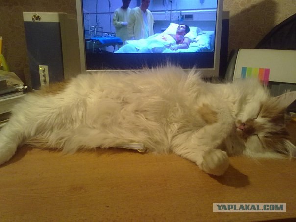 Котовторник 03 07 2012